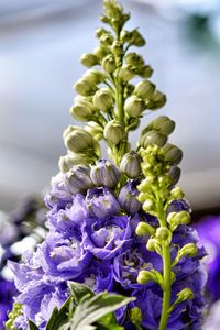 Close-up of flowers against sky