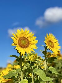 Close-up of yellow flowering plant in field