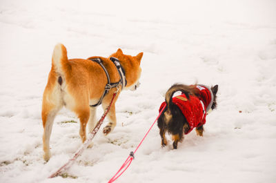 Dog on snow covered land