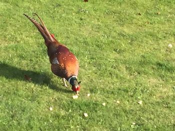 Duck on field