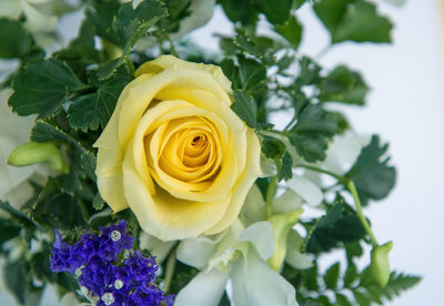 Close-up of rose bouquet