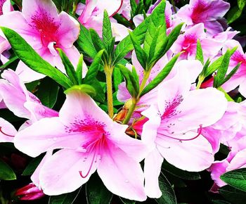 Close-up of pink flowering plant