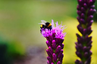 Close-up of bee pollinating on purple flower