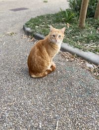 Portrait of cat sitting outdoors