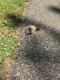High angle view of lizard
