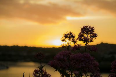 Scenic view of trees at sunset