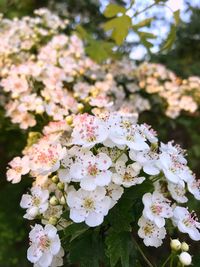 Close-up of cherry blossoms in spring