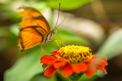 Close-up of butterfly pollinating on flower