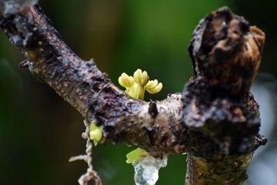 Close-up of wild flower buds on branch