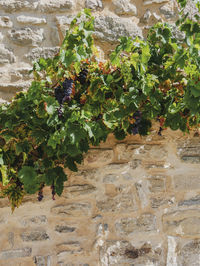 Plants growing by wall