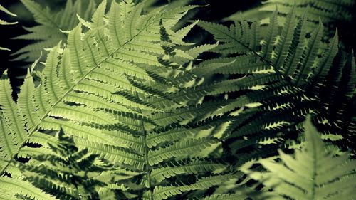 ferns and horsetails