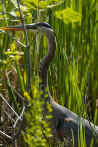 Close-up of great blue heron perching among reeds 