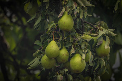 Close-up of fruits on tree