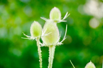 Close-up of fresh thistle flower