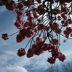 Low angle view of pink flowers