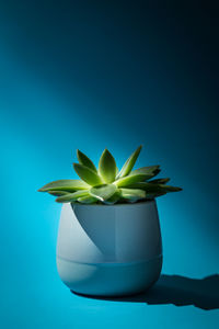 Close-up of succulent plant against blue background
