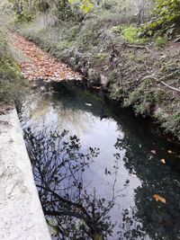 High angle view of river amidst trees in forest