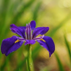 Close-up of purple iris flower