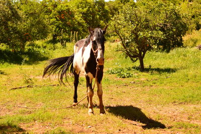 Horse on field against trees