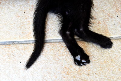 High angle view of black cat