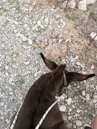 High angle view of a horse on field