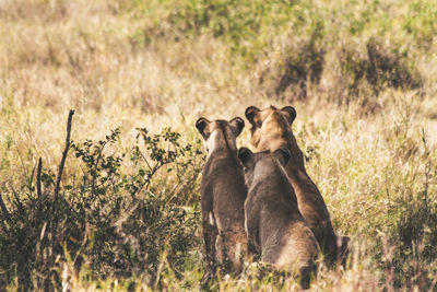 Rear view of lion cubs sitting on grass