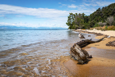 Driftwood on beach against sky