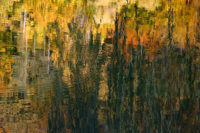 Reflection of trees in lake