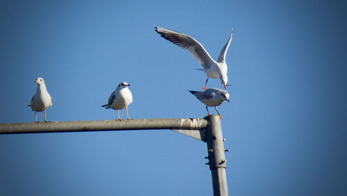 Seagulls perching on pole against clear blue sky