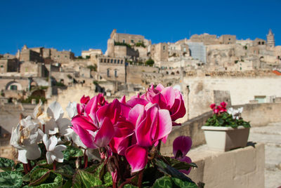 Close-up of pink flowering plants against sky