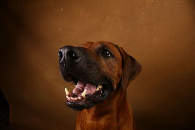 Close-up of a dog looking away