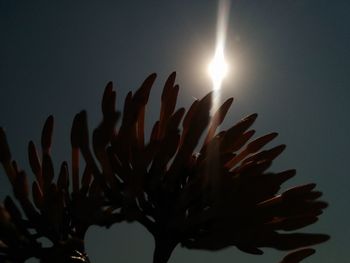 Close-up of cactus against sky at night