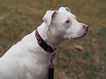 Close-up of dog looking away