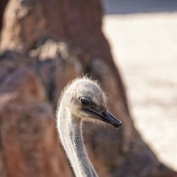 Close up of ostrich 