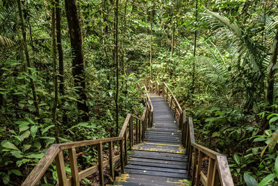 High angle view of staircase amidst trees