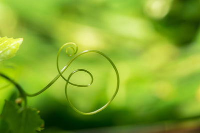 Close-up of vine tendril