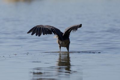 Bird flying over lake