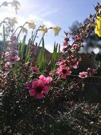 Close-up of pink flowers blooming against sky