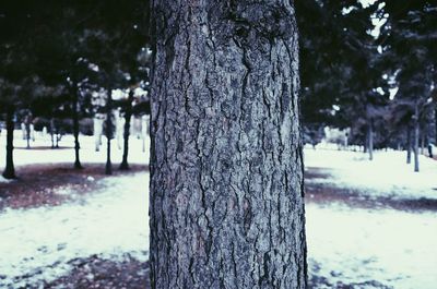 Close-up of tree trunk