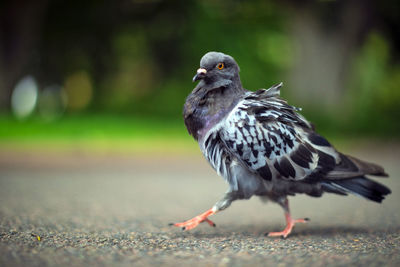 Close-up of bird perching on a land