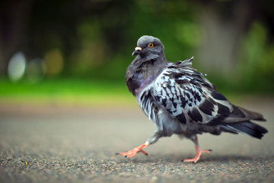 Close-up of pigeon walking on road