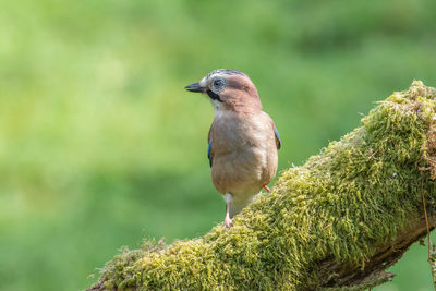 Eurasian jay, garrulus glandarius, perched on a moss-covered log against a blurred green background