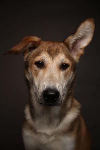 Close-up portrait of a dog over black background