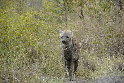 Hyena in forest