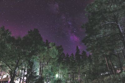 Trees against sky at night