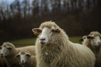 Portrait of sheep