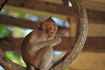 Close-up of monkey sitting on branch