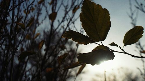 Close-up of leaves against blurred background