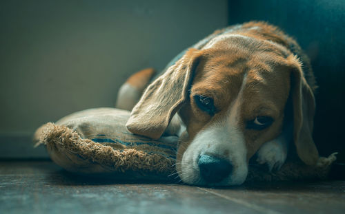 Close-up portrait of dog resting on floor