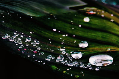 High angle view of raindrops on leaves